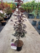 Acer Palmatum Bloodgood - Trees - Windyridge Garden Centre