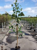 BETULA JACQUEMONTII