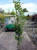 CARPINUS BETULUS FASTIGIATA