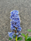 CEANOTHUS T. REPENS