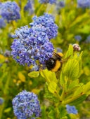 CEANOTHUS IMPRESSUS VICTORIA