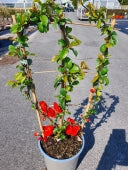 Chaenomeles Orange Storm - Climbers - Windyridge Garden Centre