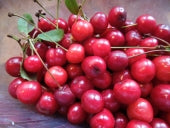 Prunus Morello