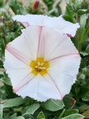 CONVOLVULUS CNEORUM