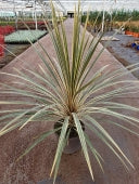 CORDYLINE A. TORBAY DAZZLER