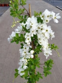 Exochorda Mac. The Bride- Climbers - Windy Ridge Garden Centre