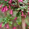 FUCHSIA MILLION BELLS