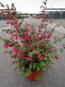 FUCHSIA MILLION BELLS