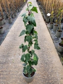 Hedera can.Gloire de Marengo