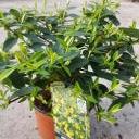 Hypericum Hidcote