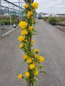 Kerria Japonica Plena- Climbers - Windy Ridge Garden Centre