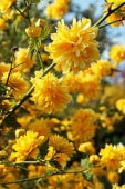 Kerria Japonica Plena- Climbers - Windy Ridge Garden Centre