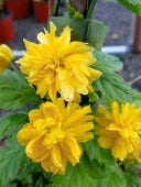 Kerria Japonica Plena- Climbers - Windy Ridge Garden Centre