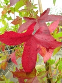 LIQUIDAMBER S. SLENDER SILHOUETTE