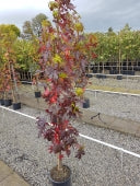 LIQUIDAMBER S. SLENDER SILHOUETTE