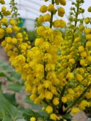 Mahonia media Winter Sun  3 Ltr pot