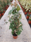 Parthenocissus Henryana