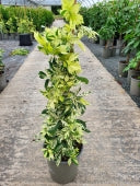 Parthenocissus Q. Star Showers - Climbers - Windyridge Garden Centre