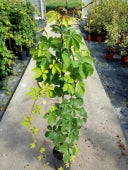 Parthenocissus Q. Yellow Wall - Climbers - Windyridge Garden Centre