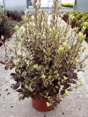 PITTOSPORUM T. TOM THUMB
