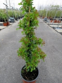 Pyracantha Golden Charmer - Climbers - Windyridge Garden Centre