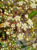 Pyracantha Golden Charmer - Climbers - Windyridge Garden Centre