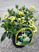 SKIMMIA JAPONICA FRUCTO ALBA