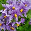SOLANUM CRISPUM GLASNEVIN