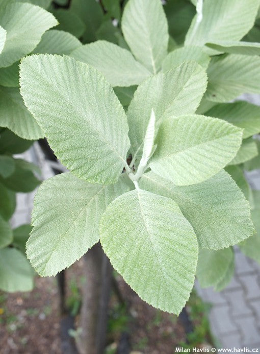 SORBUS ARIA LUTESCENS