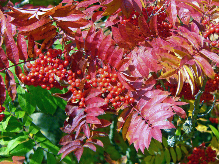 SORBUS COMMIXTA