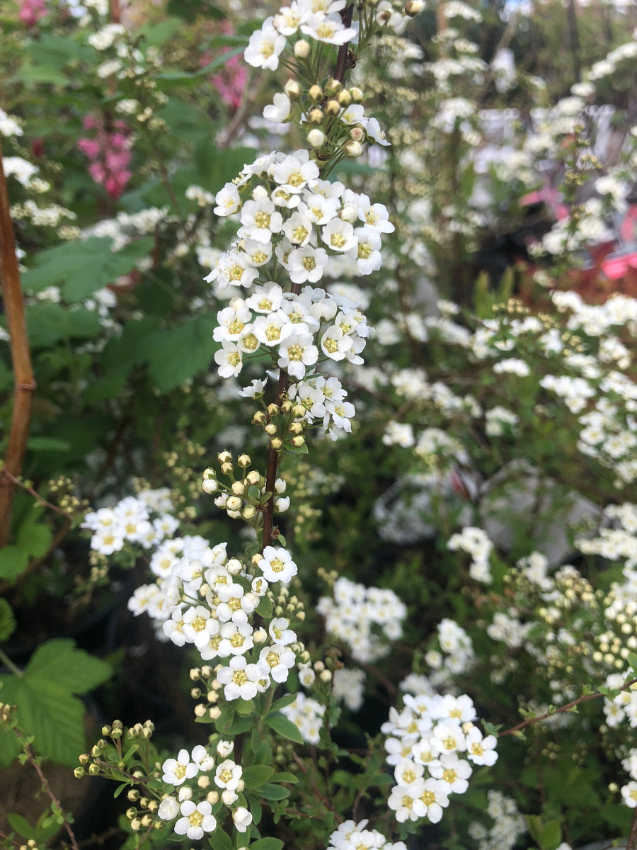 Spirea Arguta - Shrubs - Windyridge Garden Centre