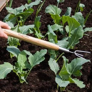 3 Prong Cultivator KS SS Border