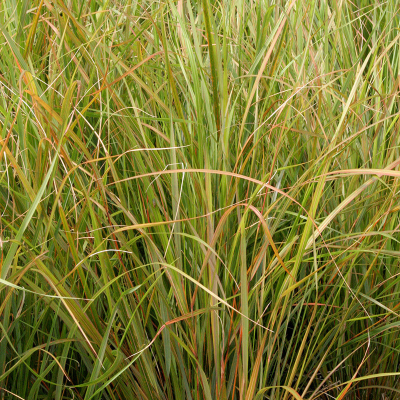 Stipa-Arundinacea-Plant
