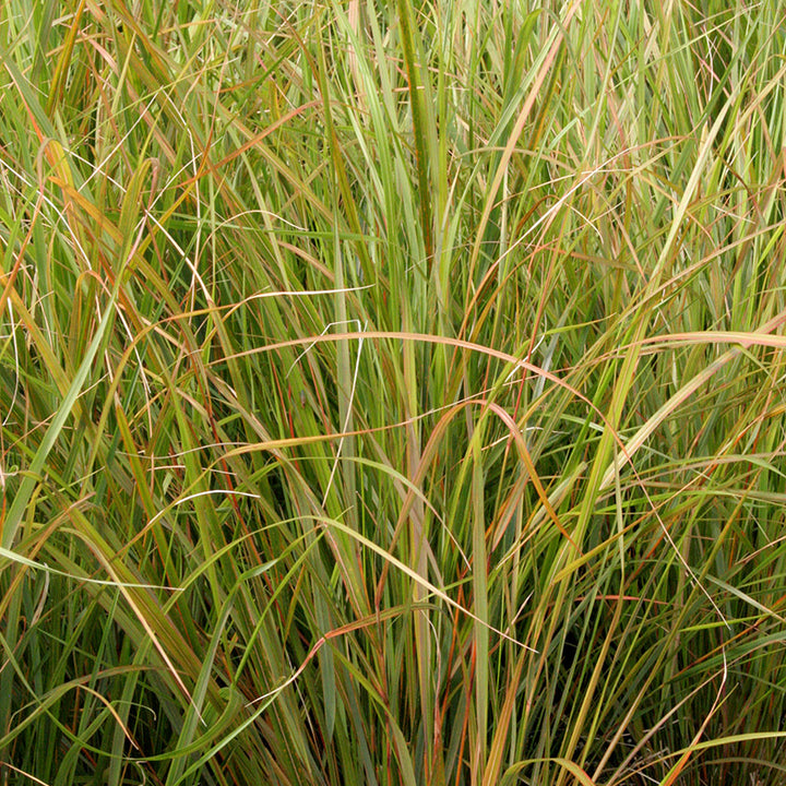 Stipa-Arundinacea-Plant