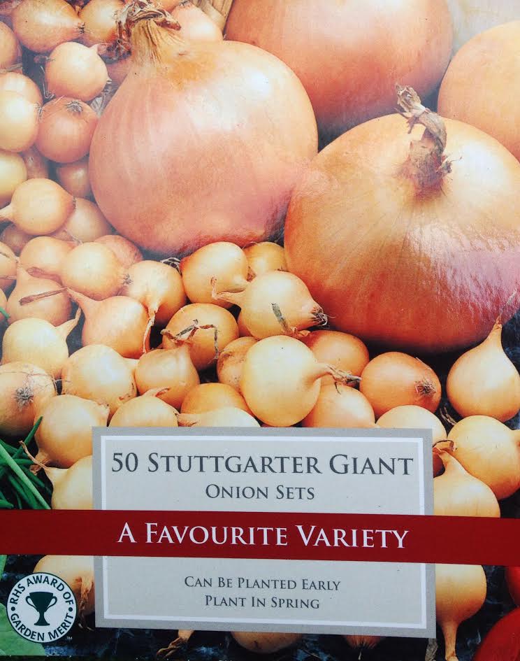 ONION STUTTGARTER GIANT X 50