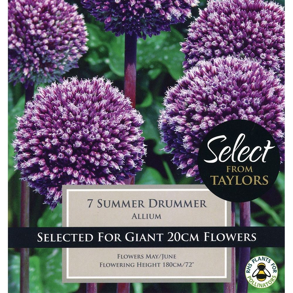 Allium Summer Drummer - Bulbs - Windyridge Garden Centre