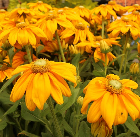 Rudbeckia Sunbeckia Ophelia 3Ltr Pot - Herbaceous - Windyridge Garden Centre