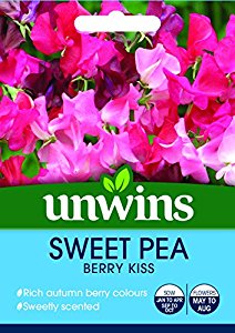 Sweet Pea Berry Kiss