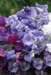 Sweet Pea Misty Mountains
