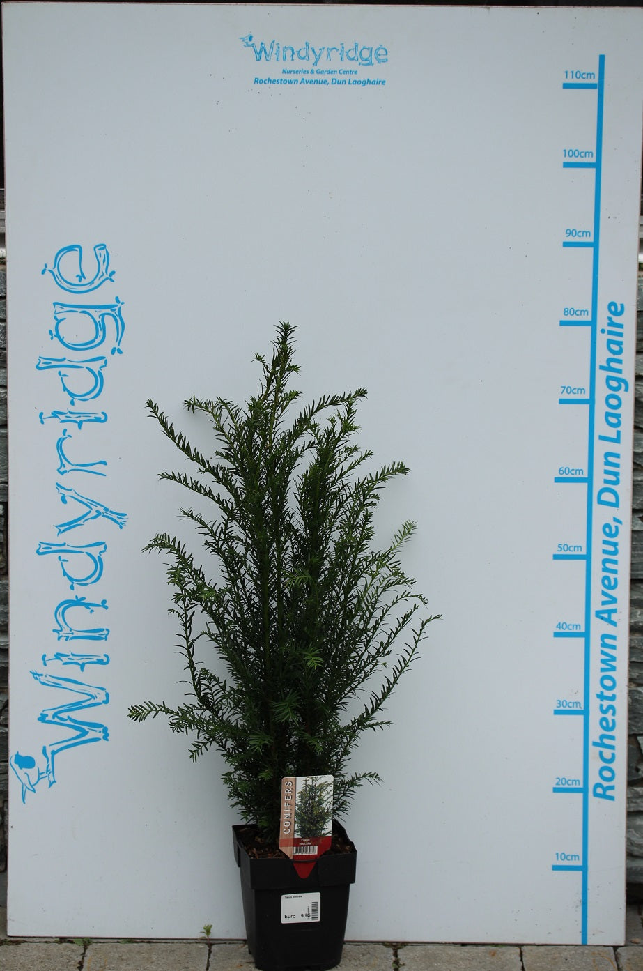 Taxus Baccata - Hedging - Windyridge Garden Centre