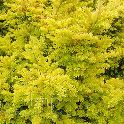Taxus Baccata Semperaurea - Shrubs - Windyridge Garden Centre