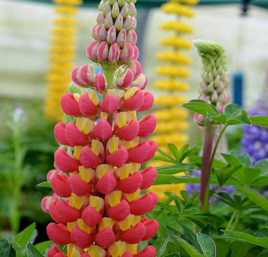Lupin Wc Tequila Flame 5 Ltr - Herbaceous - Windyridge Garden Centre