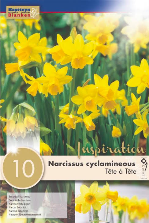 NARCISSUS TETE A TETE X 10