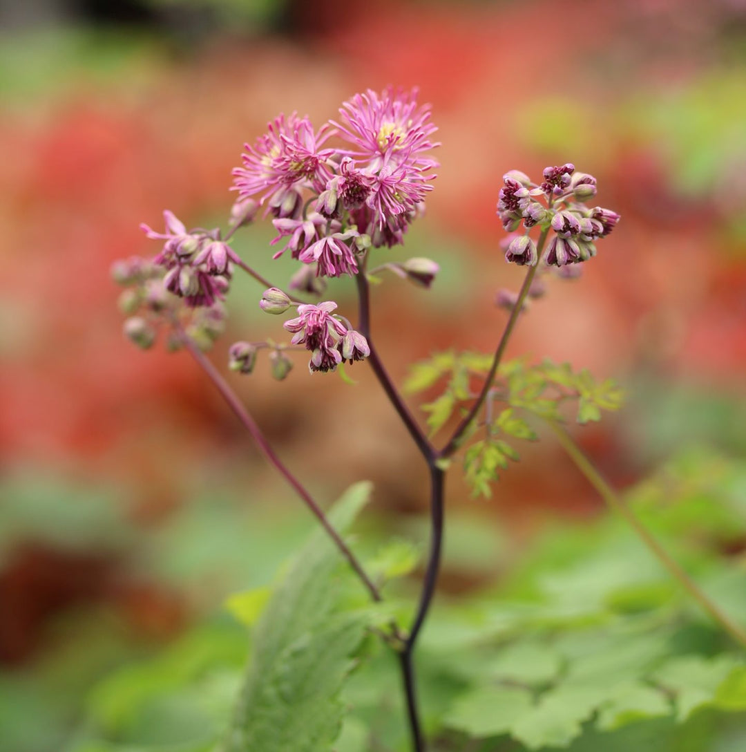 Thalictrum Little Pinkie