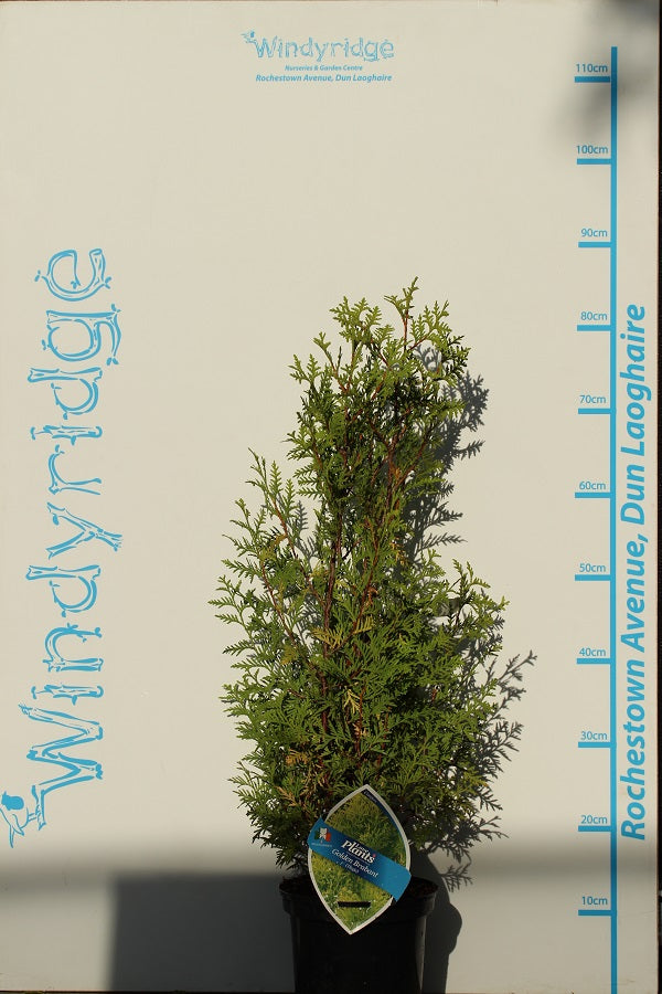 Thuja Golden Brabant - Hedging - Windyridge Garden Centre