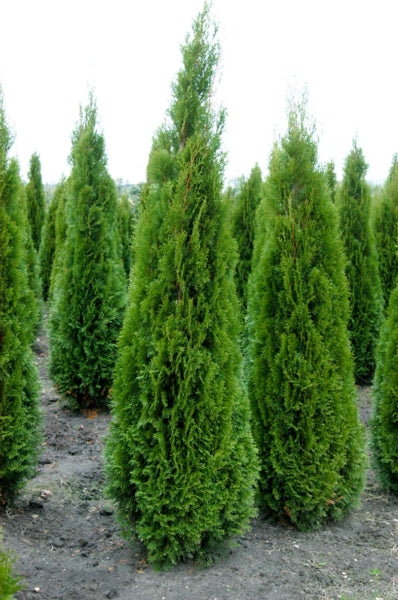 Thuja Occidentalis Smaragd - Hedging - Windyridge Garden Centre