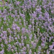 Lavandula ang. Munstead