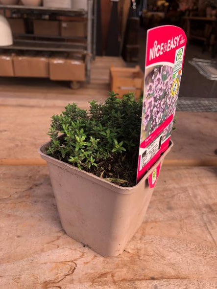 Thymus-vulg.-Compacta-Potted