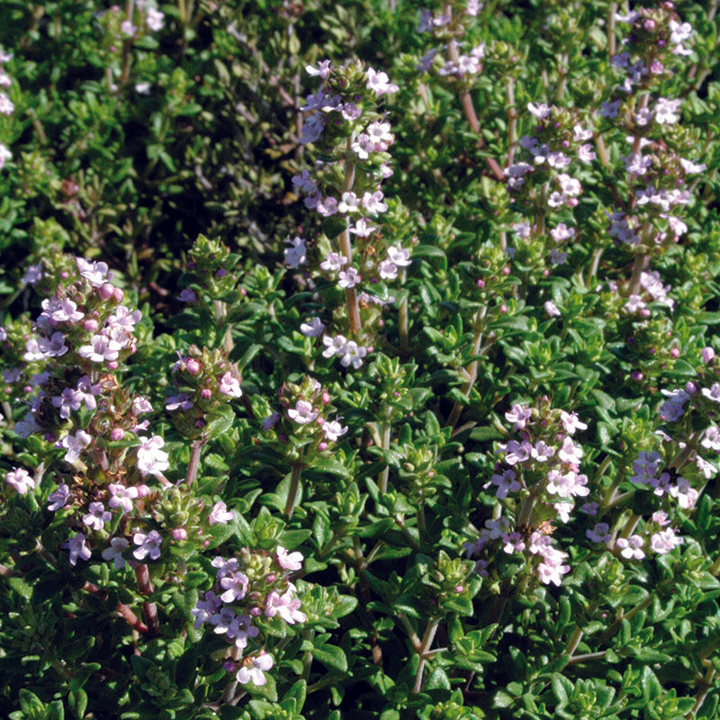 Thymus-vulg.-Compacta-Planted