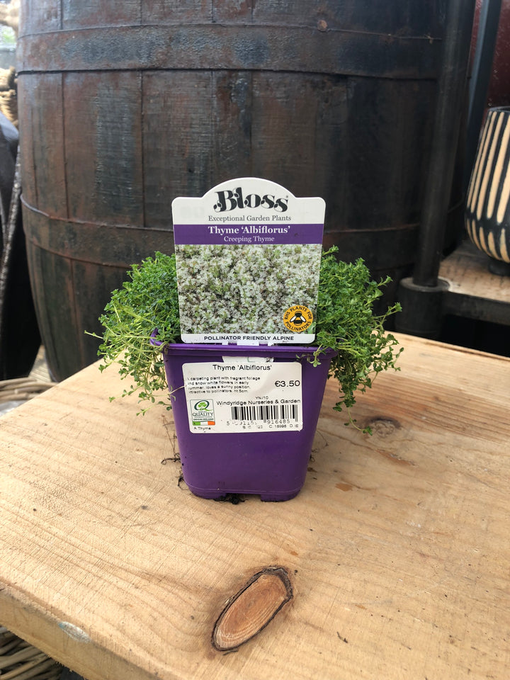 Thyme Albiflorus 9cm